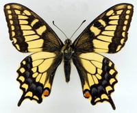The flood risk butterfly effect