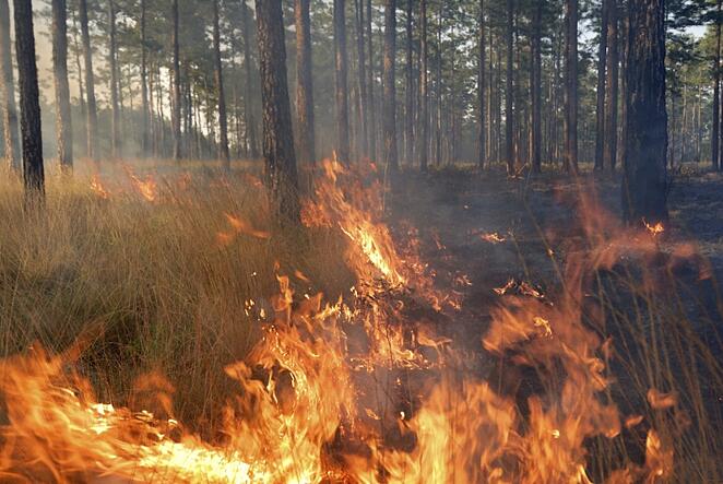 Wildfire.jpg