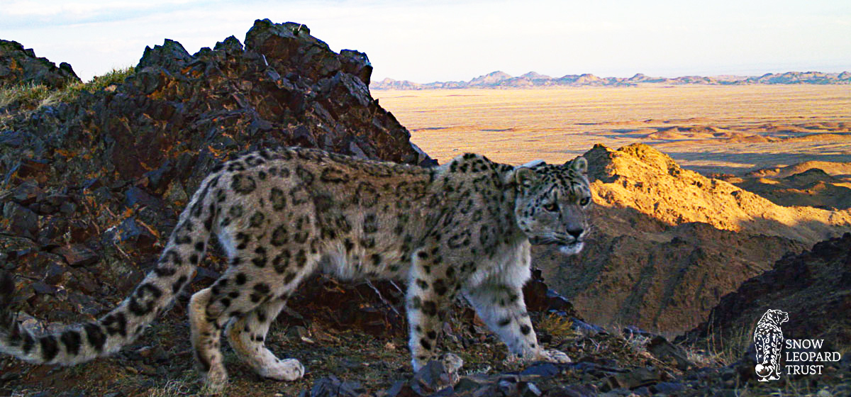 Snow-leopard-in-Tost-web